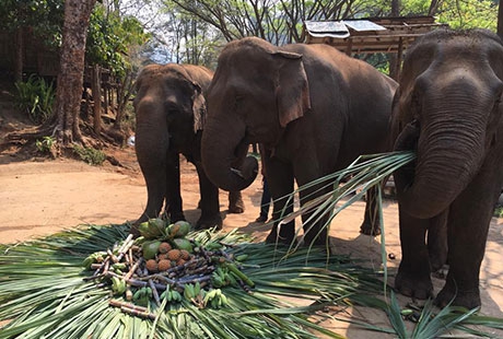 Bamboo Elephant Family Care